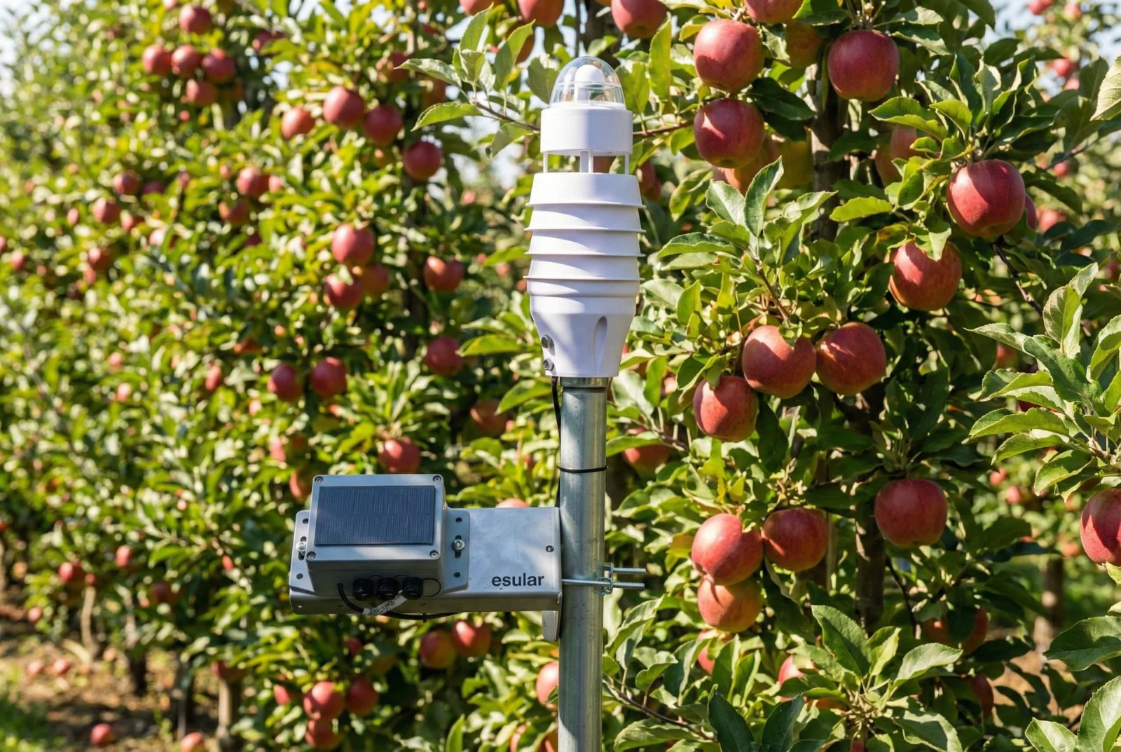Smart irrigation automation with weather sensors and remote control